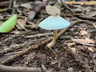 Wa‘ahila Ridge Recreation Area and  Trail