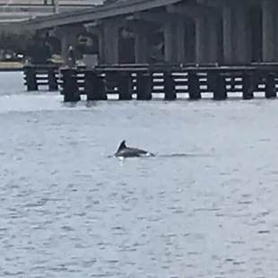 Dolphins can be seen in the St. John&apos;s river if you look hard enough