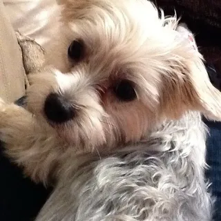 RJ G.