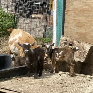 My youngest loves the baby goats! (Honestly I might like them more!)