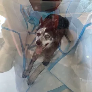 Dog in seat with potty pads