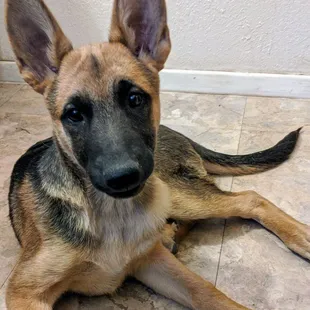 Hansel, my 3- month-old  GSD recovering from parvo