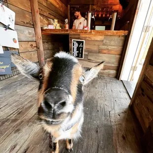 a dog looking at the camera