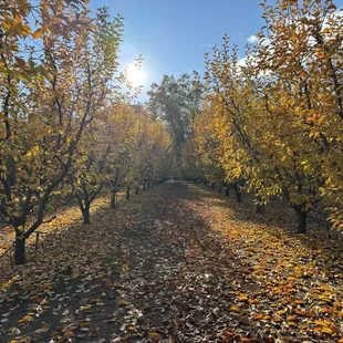 Orchard