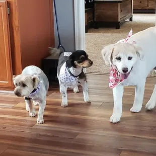 Simon, Jake and Sadie.