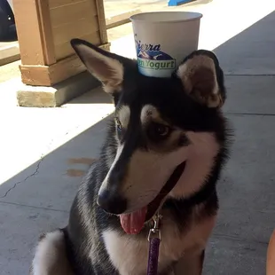 Luna was a hot dog that day, we shared some fro yo with our furry girl. Thanks Sierra! Great yogurt every time. Thursday&apos;s are 1/2 off...