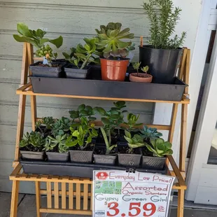 Small potted plant rack in front.