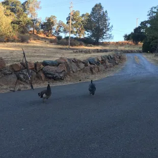 When you pull in you just might be greeted by the peacock family...  Beautiful and they act like they own the place. :)
