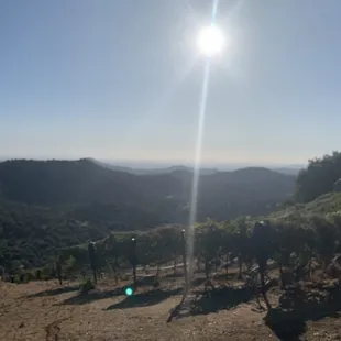 the sun shining over a vineyard