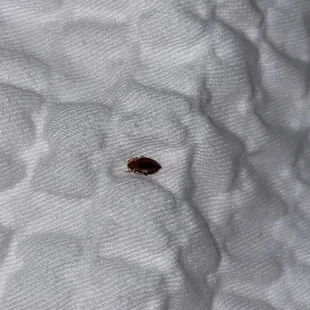 ONE OF 4 BED BUGS IN MY BED THAT I FOUND