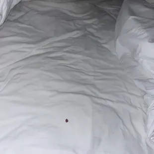 BLOOD STAINS FROM BACK BEING TORN UP