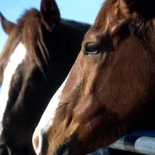 Horses used at Sierra Tucson for equine therapy