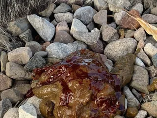 Sierra Animal Hospital