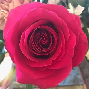 Fresh and lovely rose