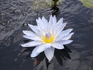 Mountain View Koi Fish & Nursery L.L.C./DBA Pioneer Firewood