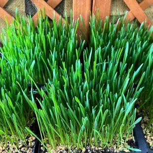 Wheat Grass