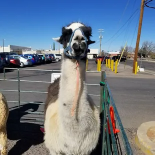 Live entertainment, lamas and vegan food samples.