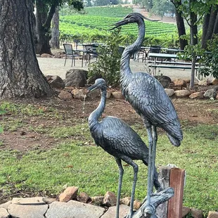 Garden area