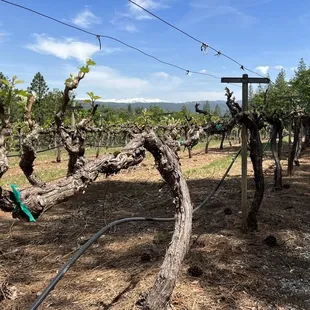 Budding grape vines in late April and sierras in the background