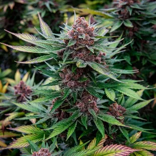 Pink Panther Cannabis is back in stock get it now.