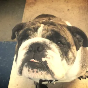 We're known for our competitive prices, quick turnaround, and most importantly, Jax. Stop by to meet our adorable office dog.