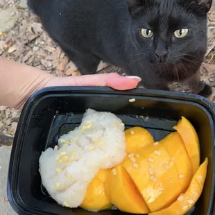 So yummy delicious mango sticky rice kitty approved