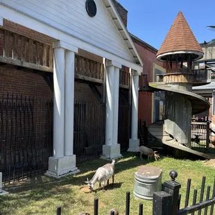 Silky&apos;s goats
