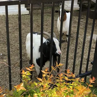 If you give these babies some saltine crackers, they will be your BFFs.