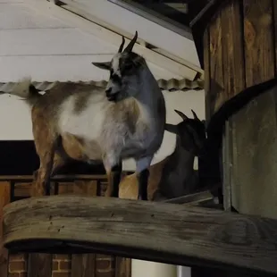 a goat standing on a ledge