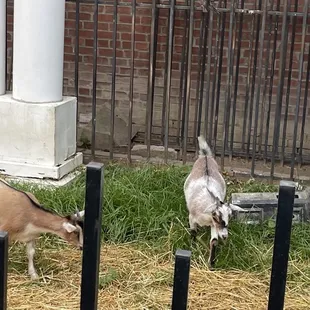 The Goats!