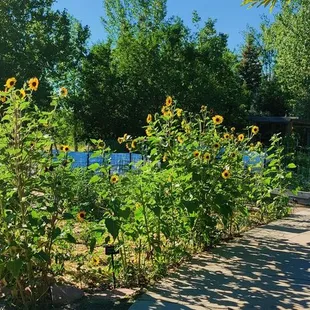 Community garden