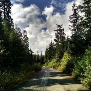 a road in the woods