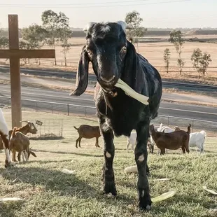 Goats!