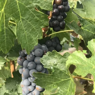 Come take a stroll through our vineyard