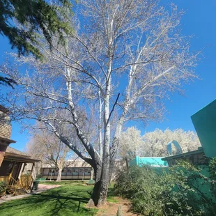 Outdoor mature trees