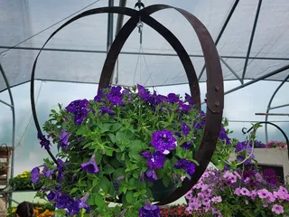 Marigold's Bybee Greenhouse