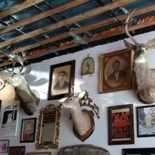 a variety of deer heads mounted on a wall