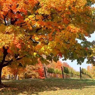 a maple tree in fall