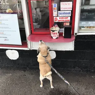 Bruce awaiting his puppy cone!