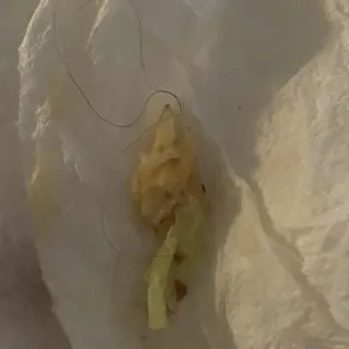 Classic BLT Sandwich