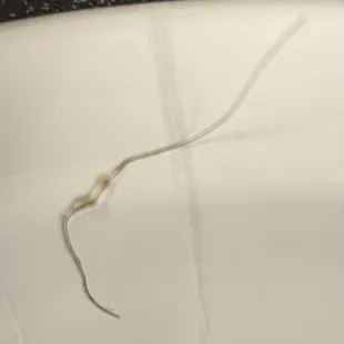 The second here that was found in our food