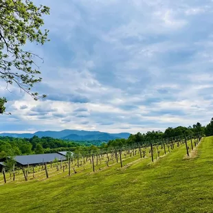 a view of the vineyard