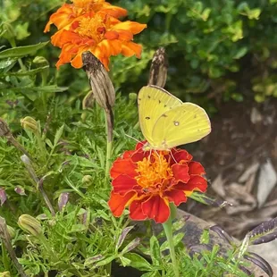 a yellow butterfly on a red flower