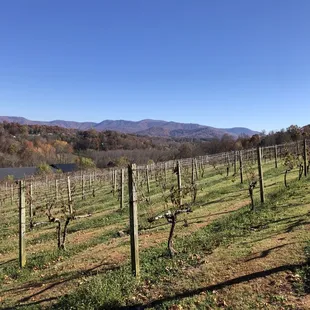a vineyard in the fall