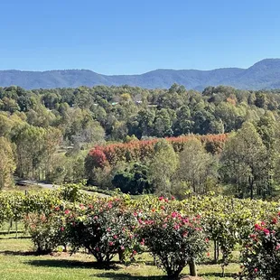 a vineyard in the background