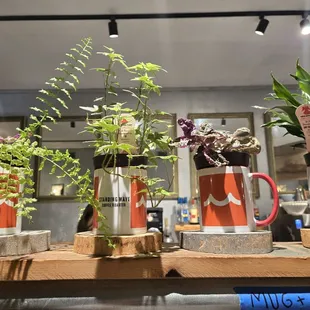 Cute plants for sale.