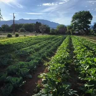 rows of crops in a field with mountains in the background