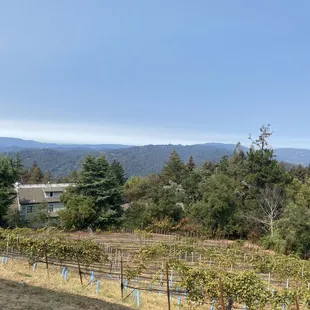 View from the crush pad