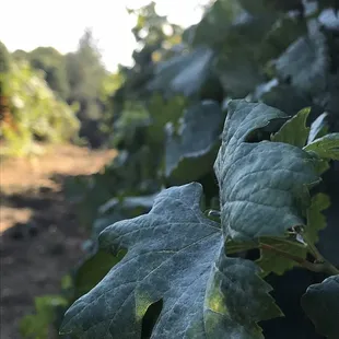 Estate Merlot vineyard.