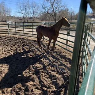 50 and 60 ft round pens for free lunging, turnout or working